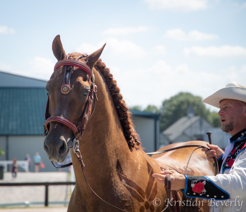 Horse standing from Breyerfest 2019