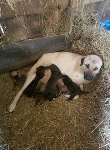 Anatolian Shepherd Dog Mix litter