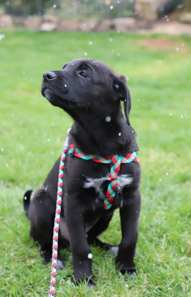 Anatolian Shepherd Dog Mix
