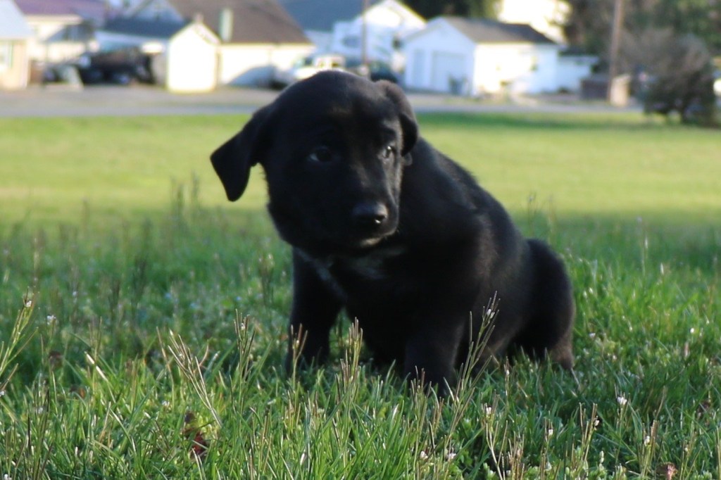 Anatolian Shepherd Dog Mix