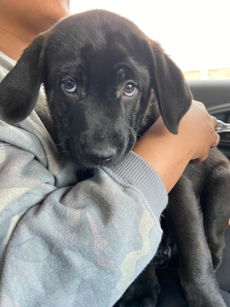 Anatolian Shepherd Dog Mix