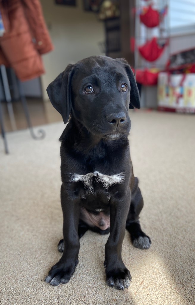 Anatolian Shepherd puppy