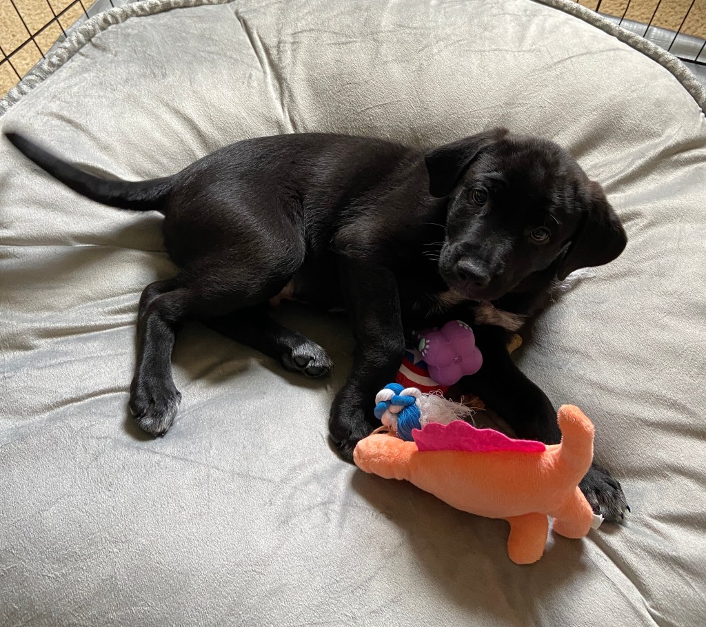 Anatolian Shepherd Dog Mix