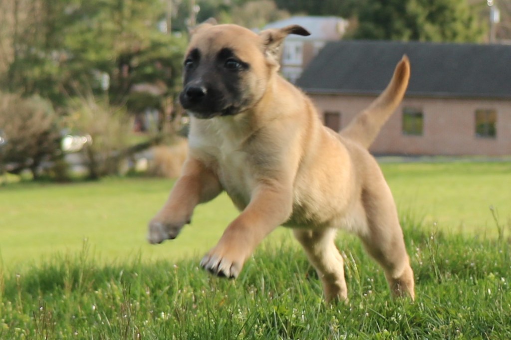 Anatolian Shepherd Dog Mix