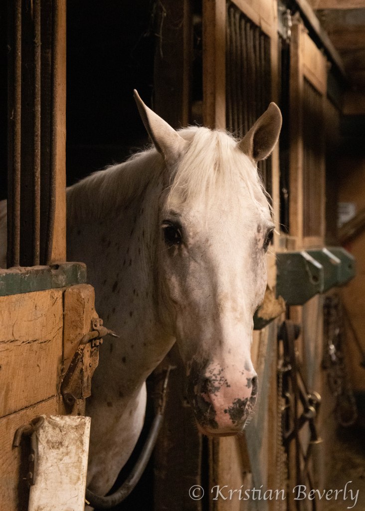 Appaloosa horse looking out of horse stall
