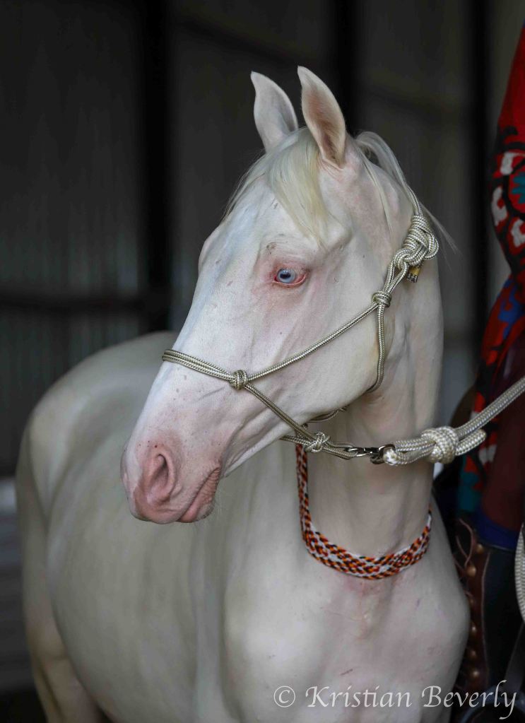 Akhal-Teke Filly