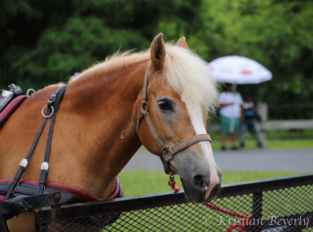Pony getting tacked up.
