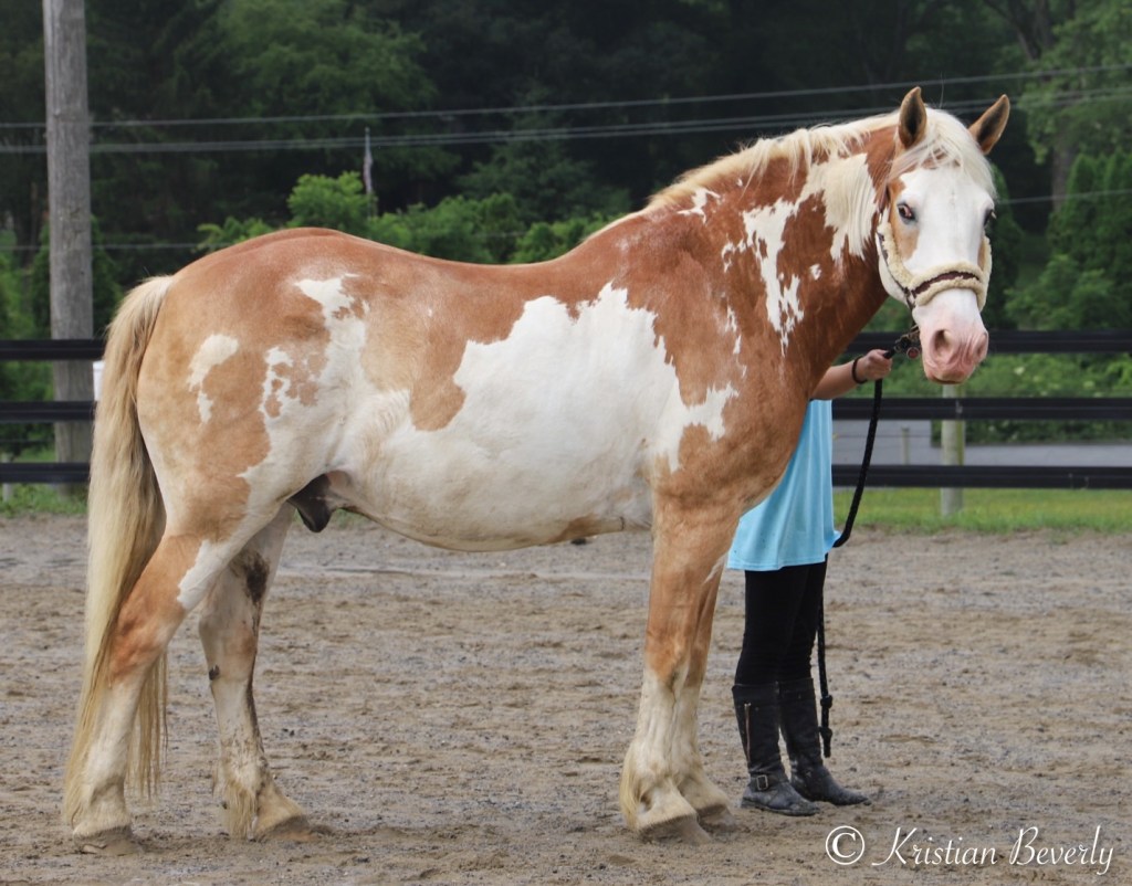 A draft cross horse standing.
