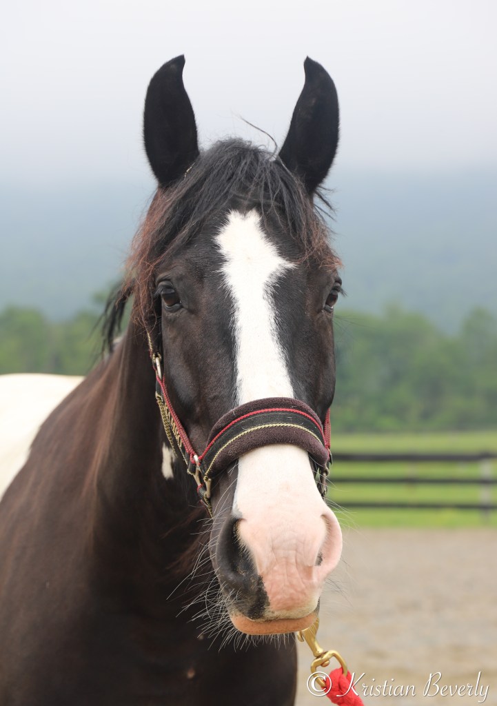 Black and white horse portrait