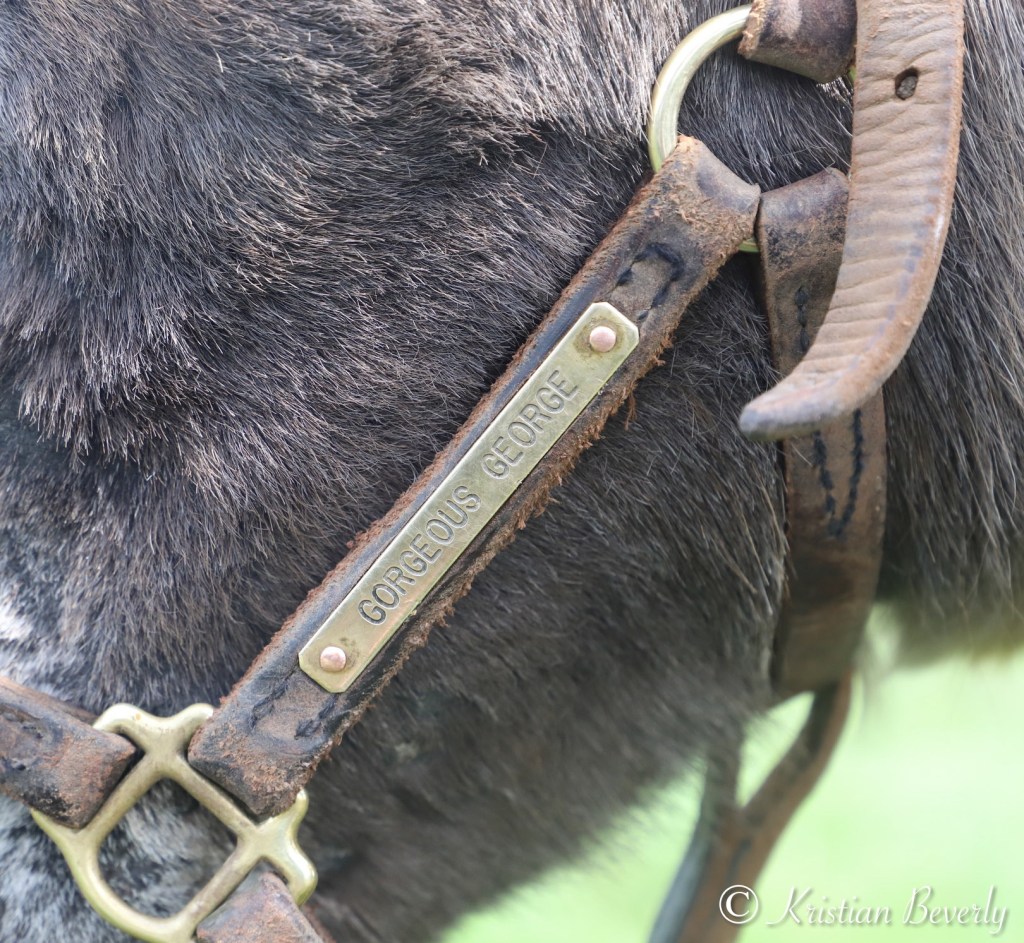 Gorgeous George halter