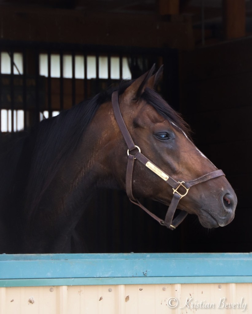 Horse at Old Friends