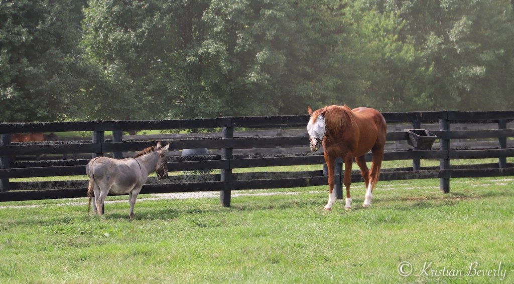 Gorgeous George in pasture