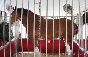 Clydesdale Horse