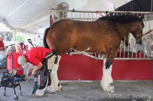 Clydesdale getting shoes